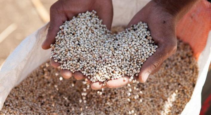 FAO launches emergency plan to combat hunger in Sudan