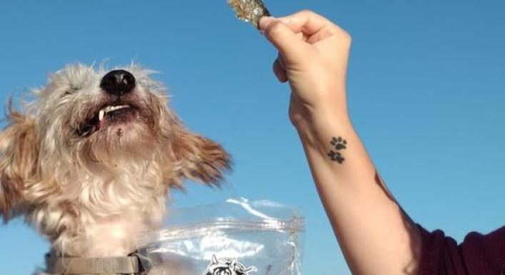 Zero waste: The Portuguese business turning leftover fish into dog treats