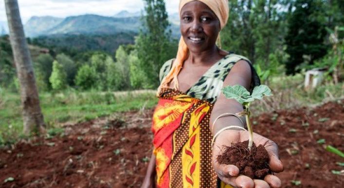 UN focus on plant health, crucial for boosting food security worldwide