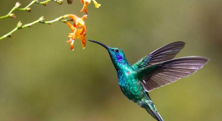 COP16: Landmark Biodiversity Agreements Adopted | UNDB