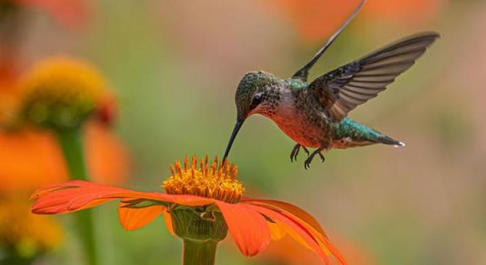 Balancing biodiversity at global UN summit in Colombia