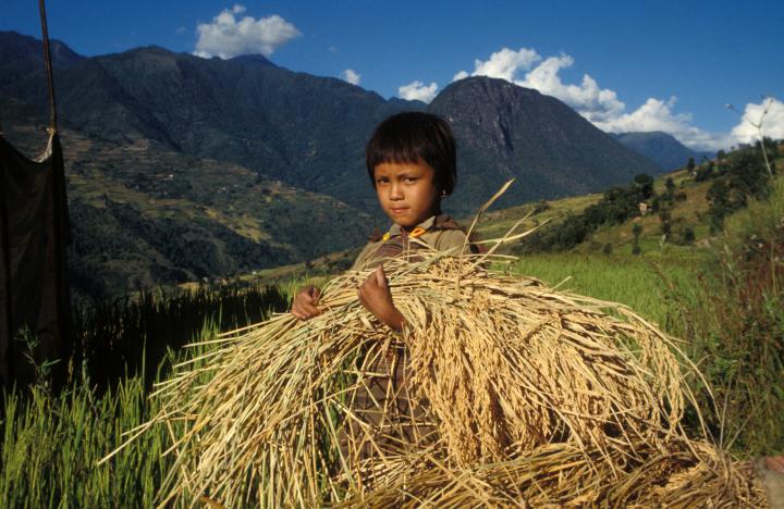 Boy carrying a bundle of harvested rice plant