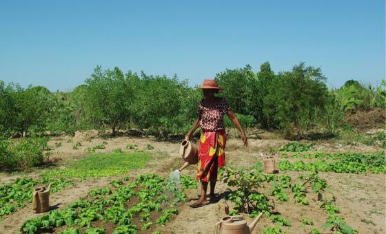 From seeds to solar power in Madagascar: A UN Resident Coordinator blog