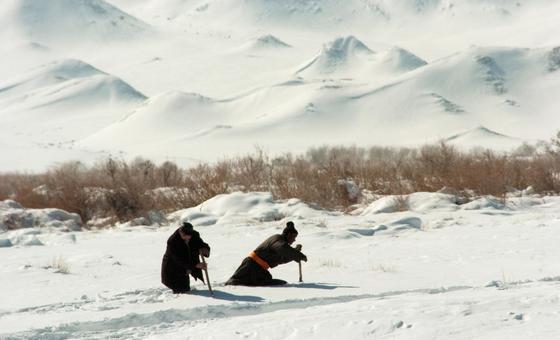 Mongolian dzud: Extreme weather puts 90% of country at ‘high risk’