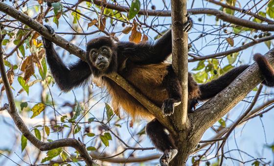 Human ingenuity can help to save nature, Guterres says on World Wildlife Day