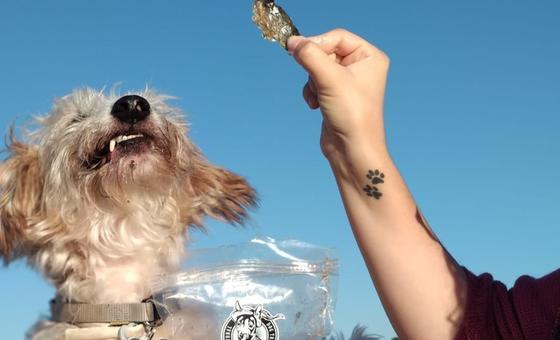 Zero waste: The Portuguese business turning leftover fish into dog treats